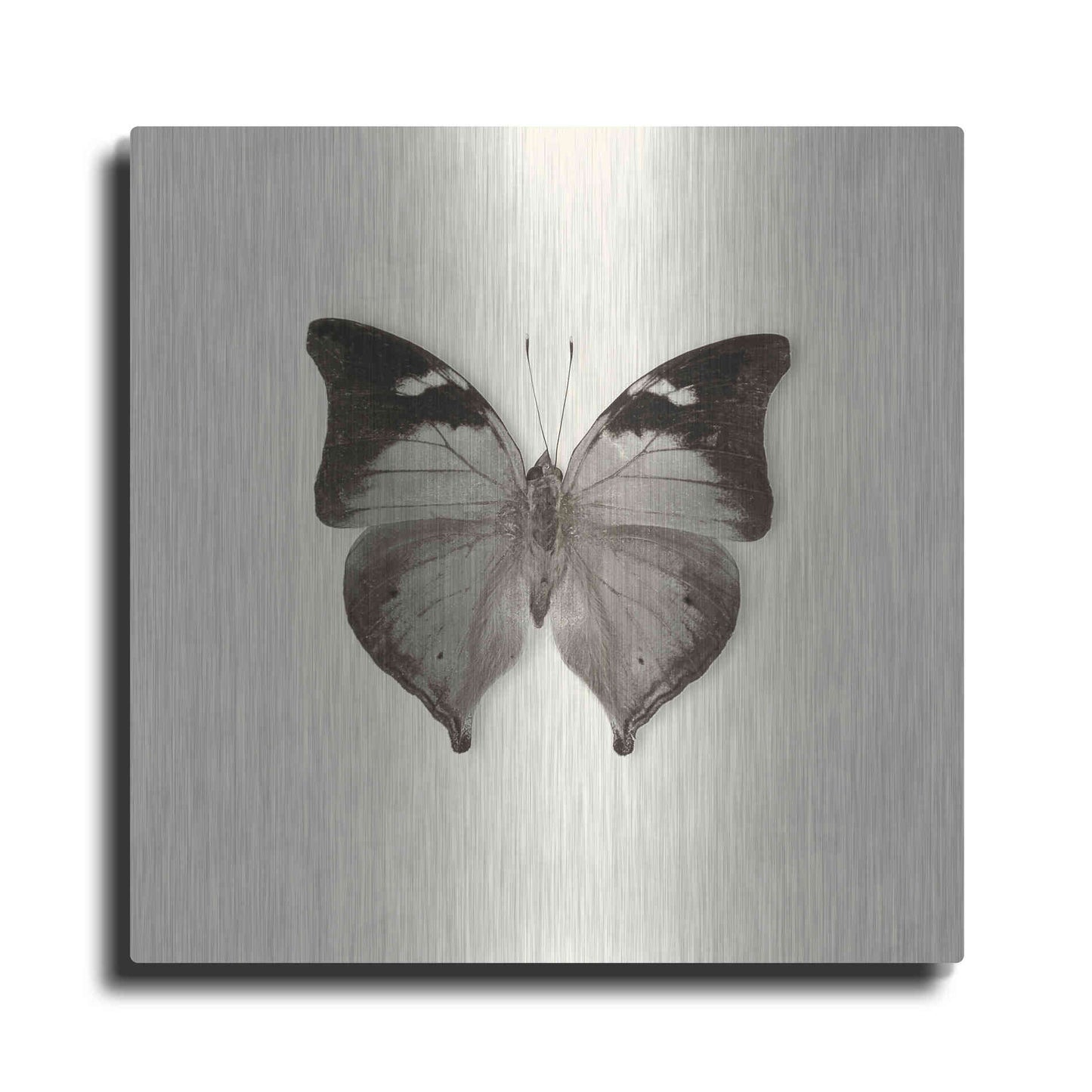 Luxe Metal Art 'Butterfly VII B&W' by Debra Van Swearingen, Metal Wall Art