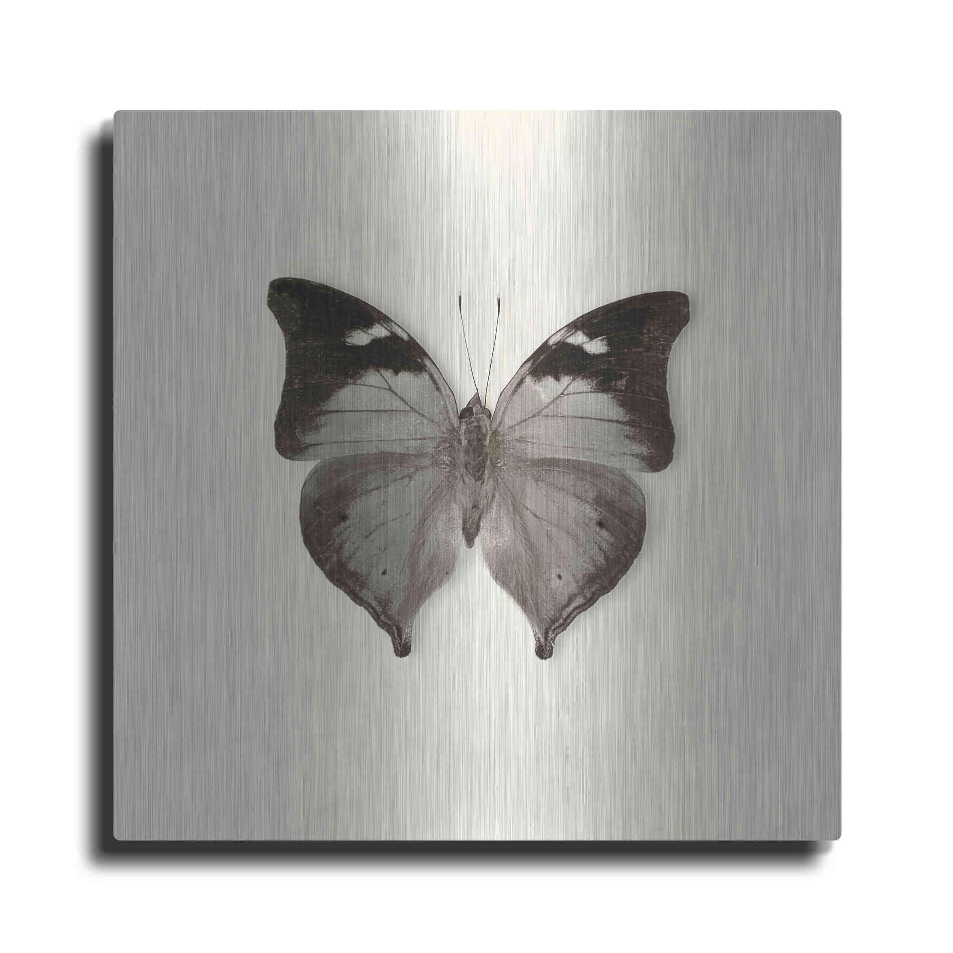 Luxe Metal Art 'Butterfly VII B&W' by Debra Van Swearingen, Metal Wall Art