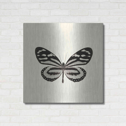 Luxe Metal Art 'Butterfly VIII B&W' by Debra Van Swearingen, Metal Wall Art,36x36