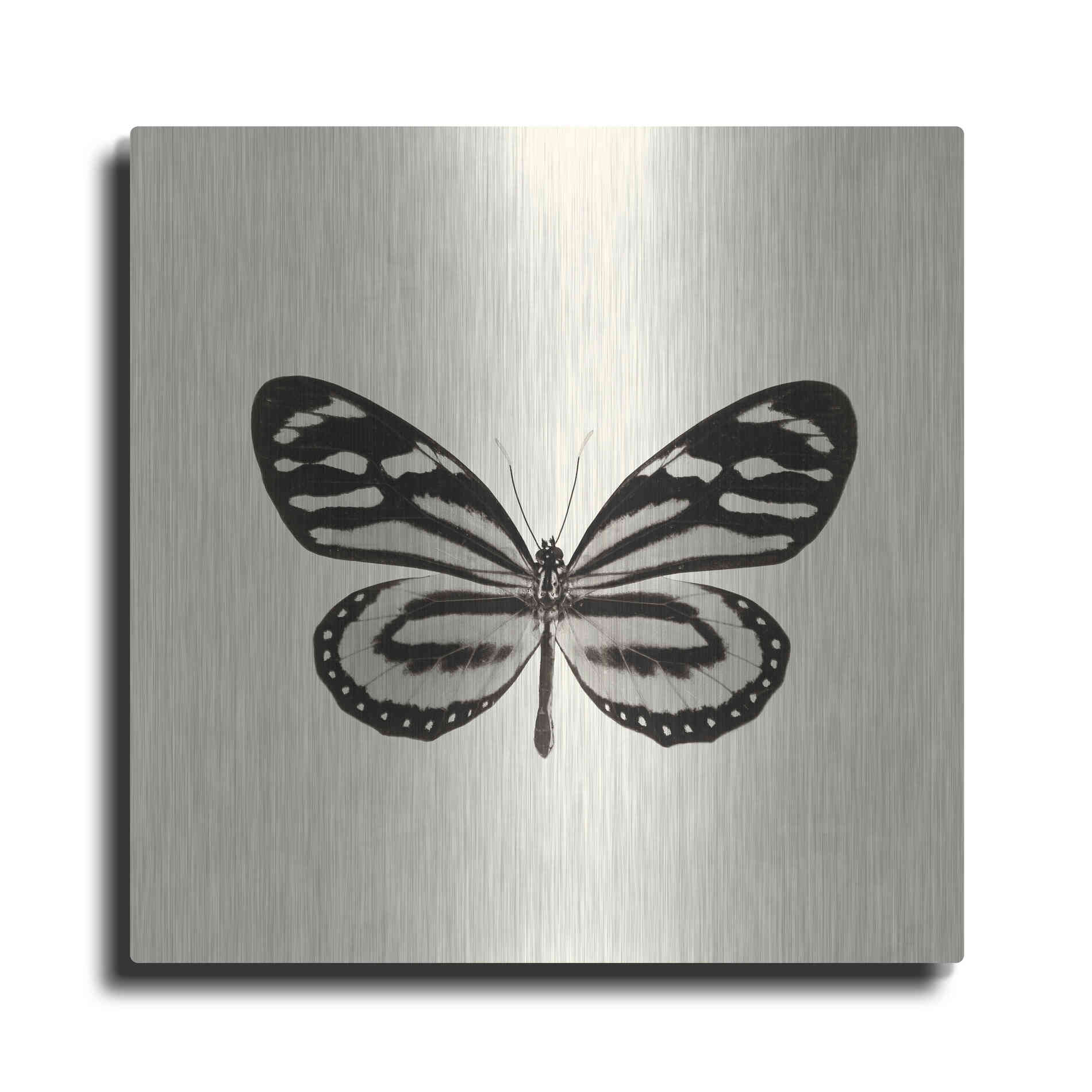 Luxe Metal Art 'Butterfly VIII B&W' by Debra Van Swearingen, Metal Wall Art
