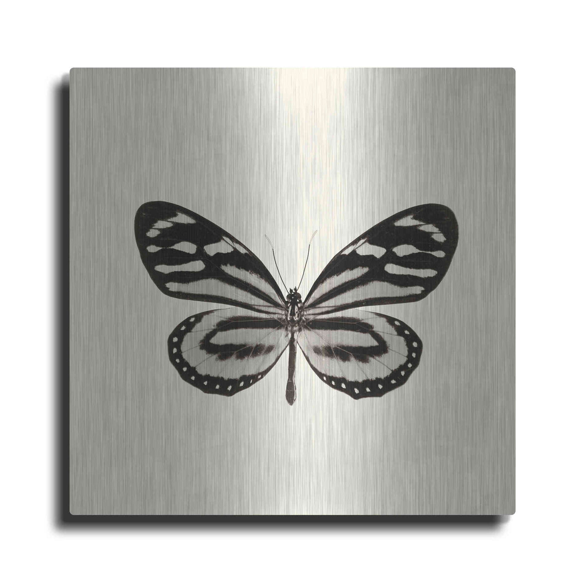 Luxe Metal Art 'Butterfly VIII B&W' by Debra Van Swearingen, Metal Wall Art