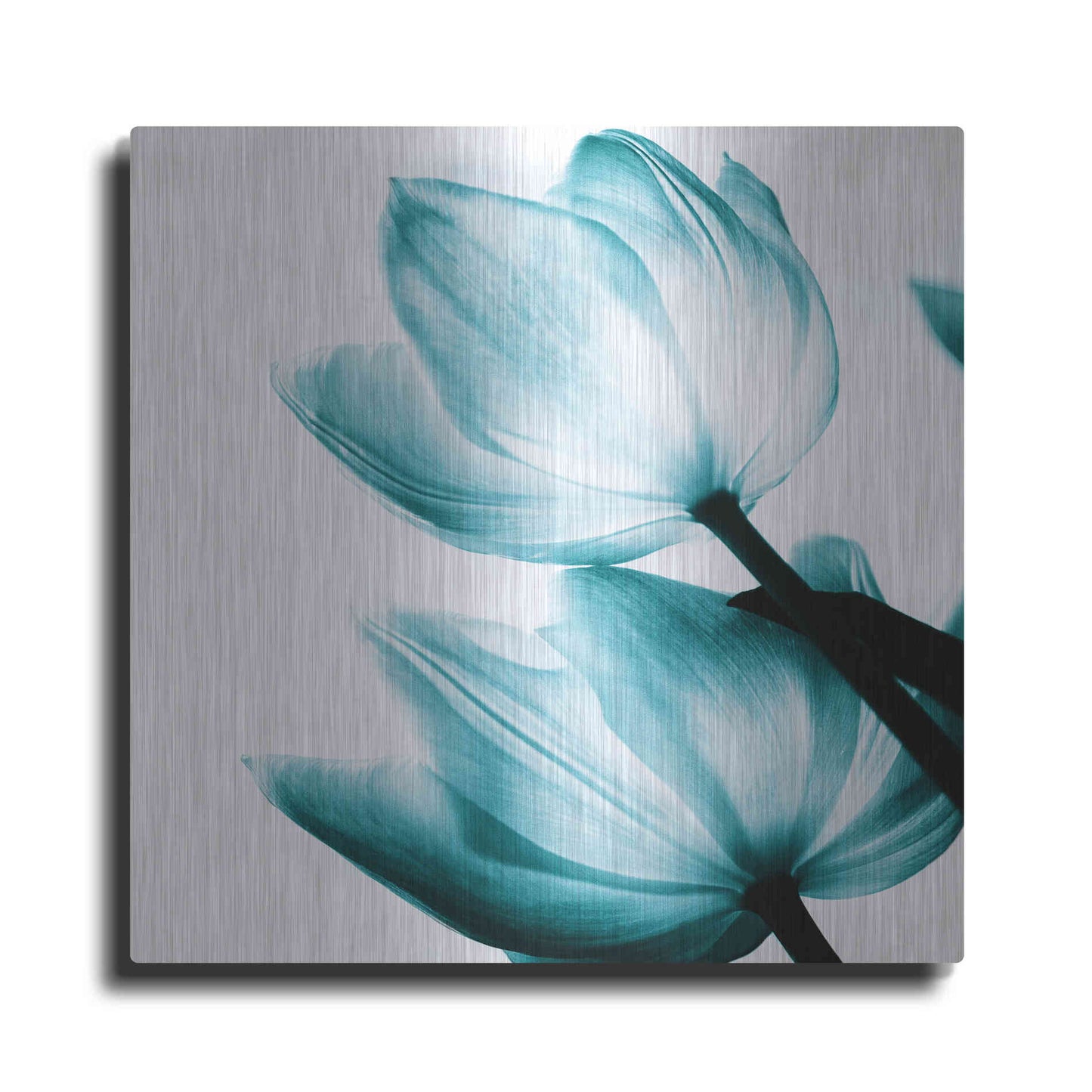 Luxe Metal Art 'Translucent Tulips II Teal' by Debra Van Swearingen, Metal Wall Art