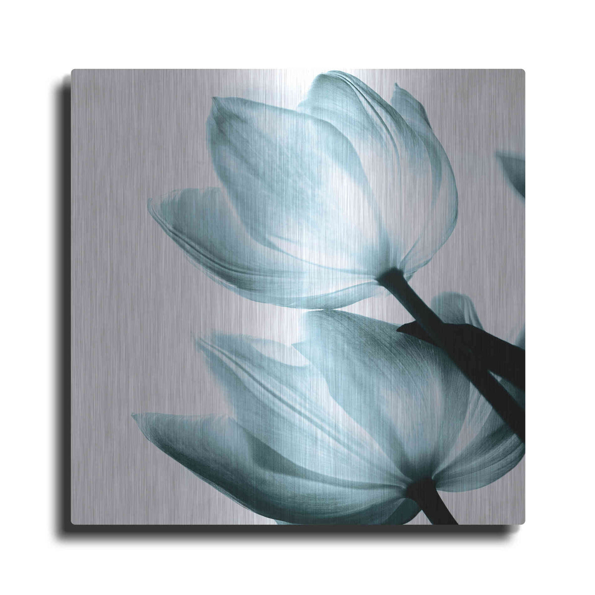 Luxe Metal Art 'Translucent Tulips II Aqua' by Debra Van Swearingen, Metal Wall Art