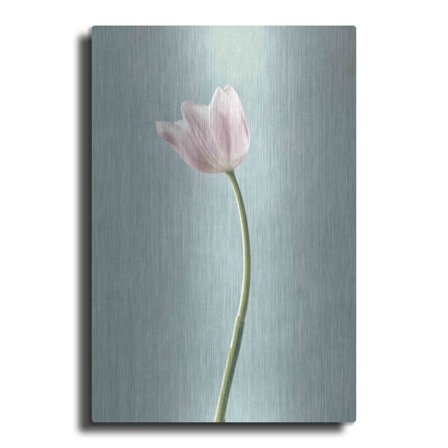 Luxe Metal Art 'Light Tulips I Harbor Gray' by Debra Van Swearingen, Metal Wall Art