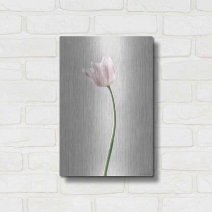 Luxe Metal Art 'Light Tulips I' by Debra Van Swearingen, Metal Wall Art,12x16