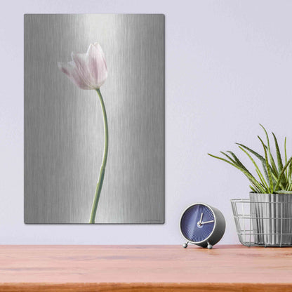 Luxe Metal Art 'Light Tulips I' by Debra Van Swearingen, Metal Wall Art,12x16