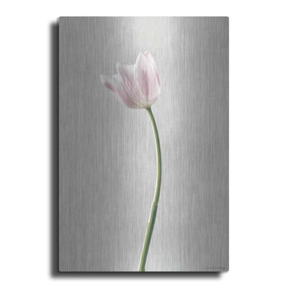 Luxe Metal Art 'Light Tulips I' by Debra Van Swearingen, Metal Wall Art