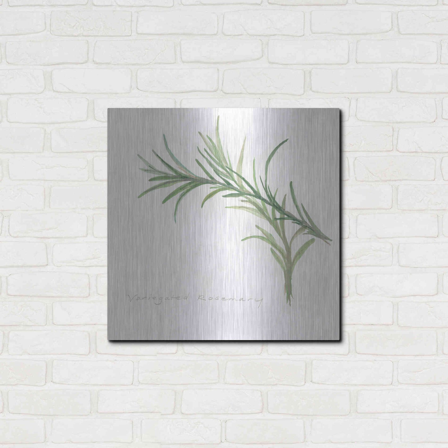 Luxe Metal Art 'Variegated Rosemary' by Chris Paschke, Metal Wall Art,24x24