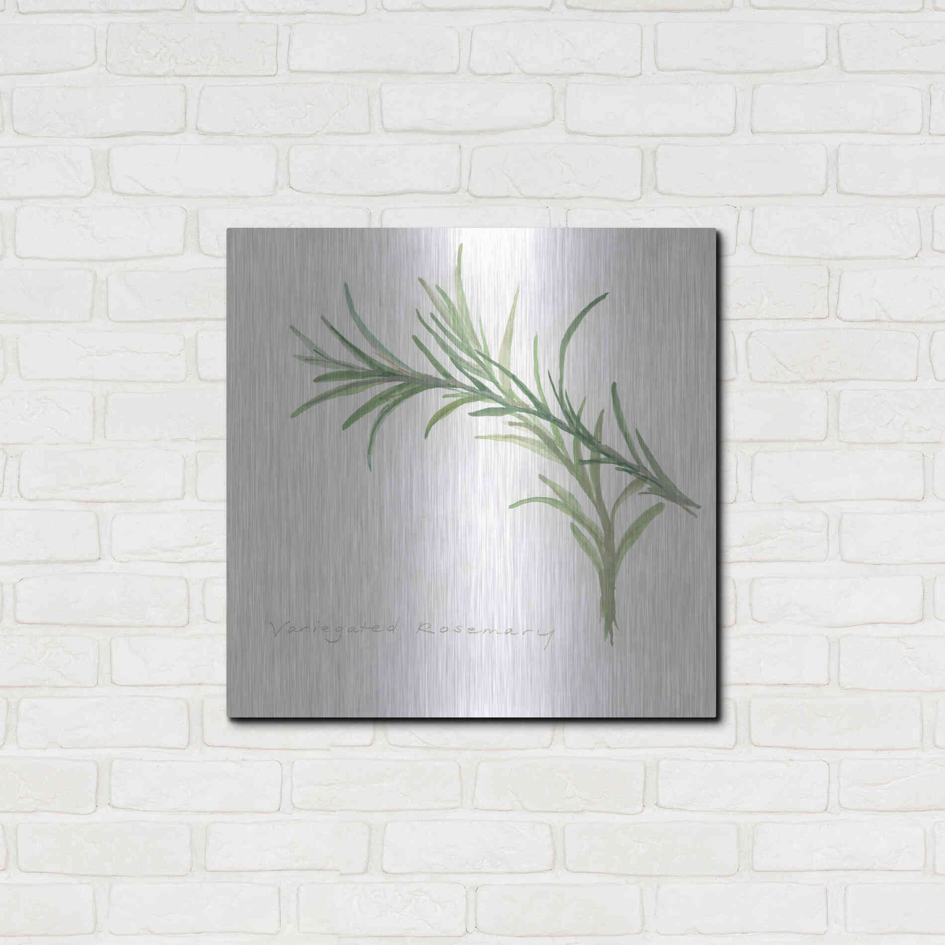 Luxe Metal Art 'Variegated Rosemary' by Chris Paschke, Metal Wall Art,24x24