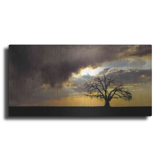 Luxe Metal Art  'Lone Tree In The Morning Light'  by Don Schwartz, Metal Wall Art