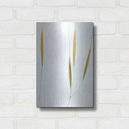 Luxe Metal Art  'Delicate Grasses'  by Don Schwartz, Metal Wall Art,12x16
