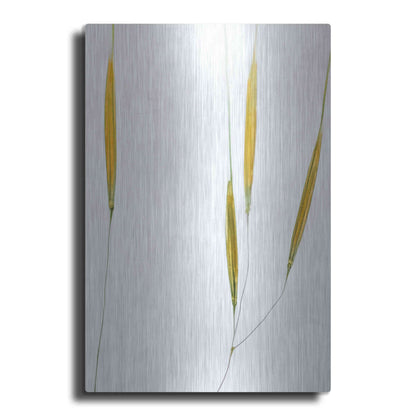 Luxe Metal Art  'Delicate Grasses'  by Don Schwartz, Metal Wall Art