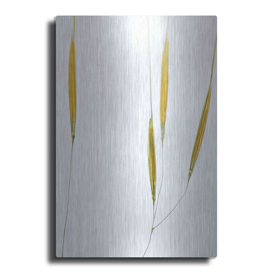 Luxe Metal Art  'Delicate Grasses'  by Don Schwartz, Metal Wall Art