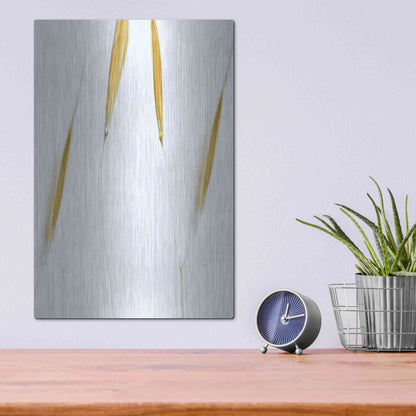Luxe Metal Art  'So Delicate'  by Don Schwartz, Metal Wall Art,12x16