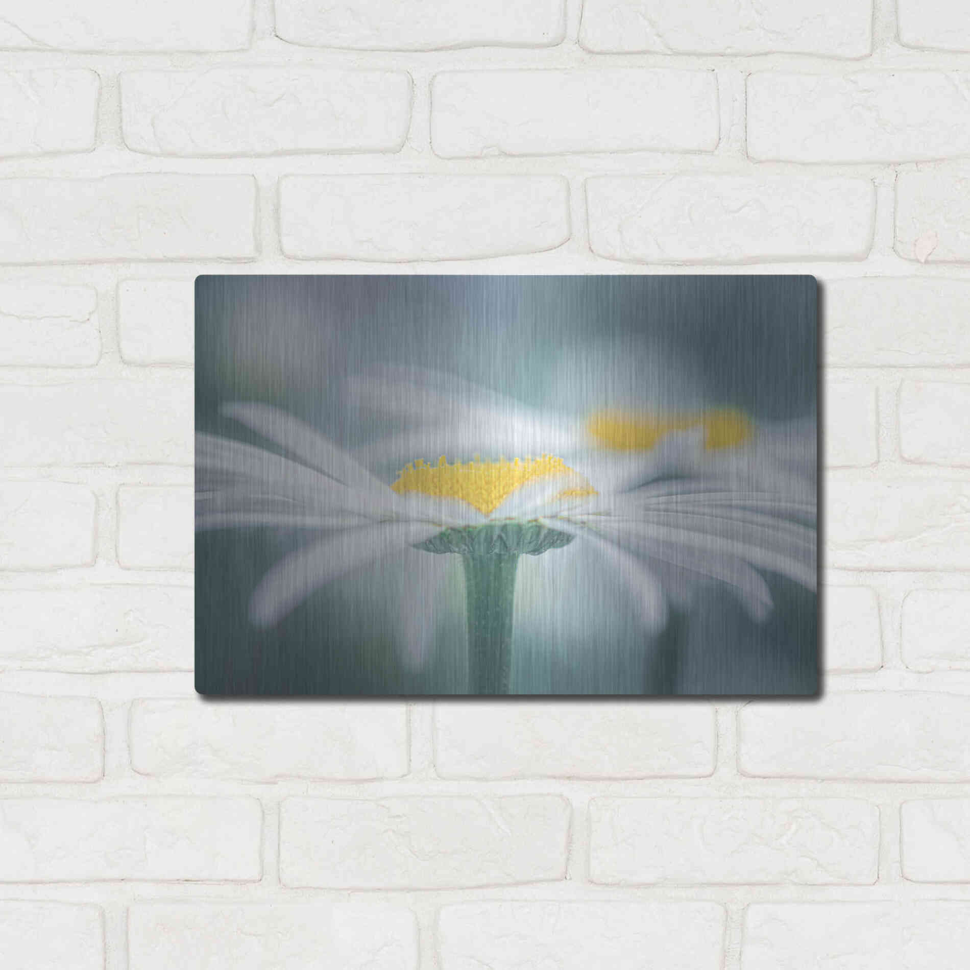 Luxe Metal Art  'Two Daisies'  by Don Schwartz, Metal Wall Art,16x12