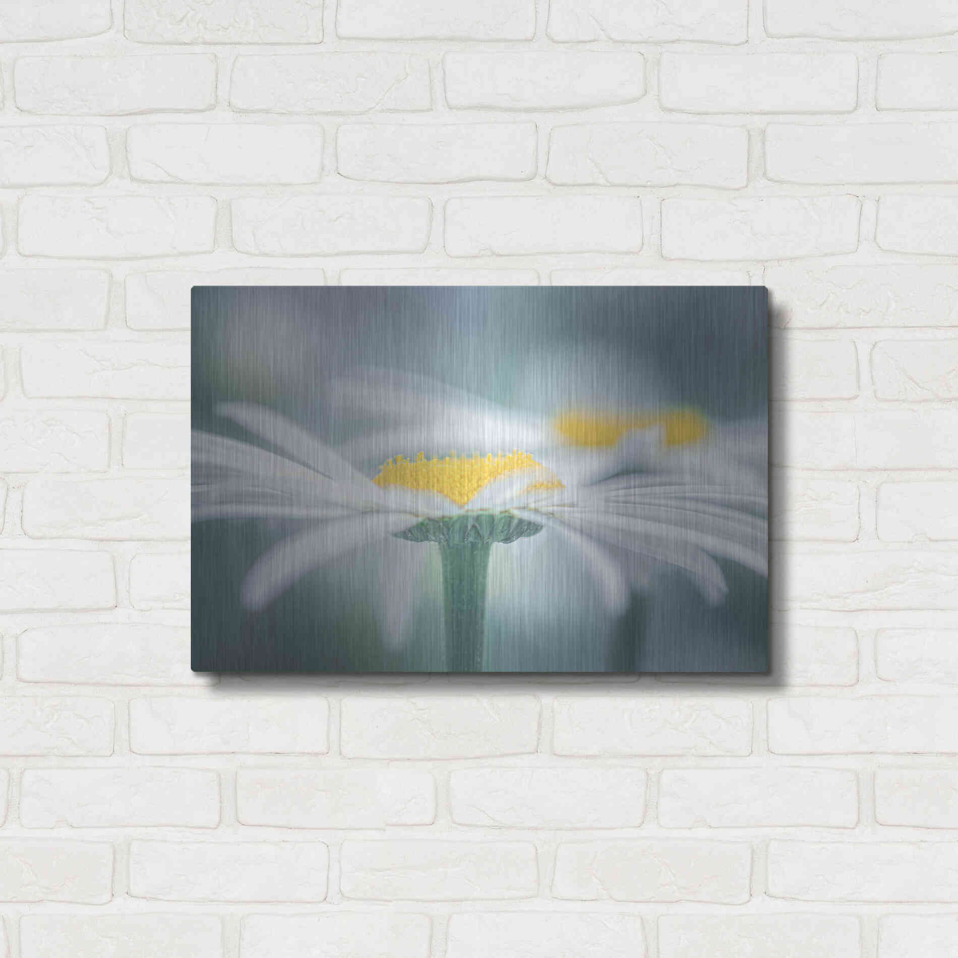 Luxe Metal Art  'Two Daisies'  by Don Schwartz, Metal Wall Art,24x16