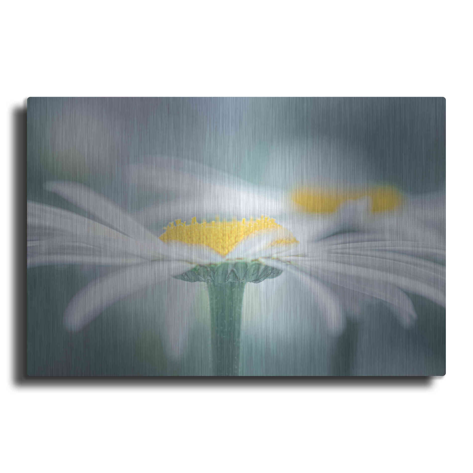 Luxe Metal Art  'Two Daisies'  by Don Schwartz, Metal Wall Art