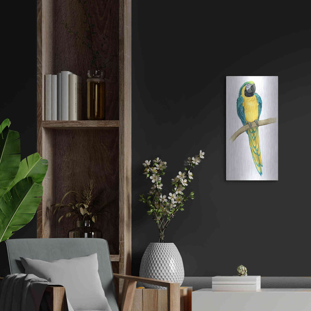 Luxe Metal Art 'Teal Macaw II' by Grace Popp, Metal Wall Art,12x24