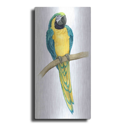 Luxe Metal Art 'Teal Macaw II' by Grace Popp, Metal Wall Art