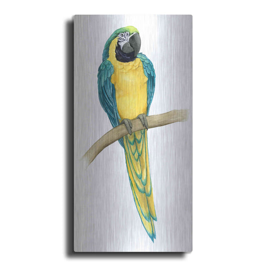 Luxe Metal Art 'Teal Macaw II' by Grace Popp, Metal Wall Art