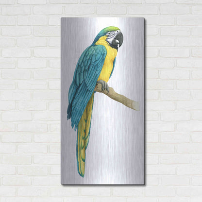 Luxe Metal Art 'Teal Macaw I' by Grace Popp, Metal Wall Art,24x48