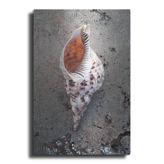 'Spotted Conch Shell' by Elena Ray, Metal Wall Art