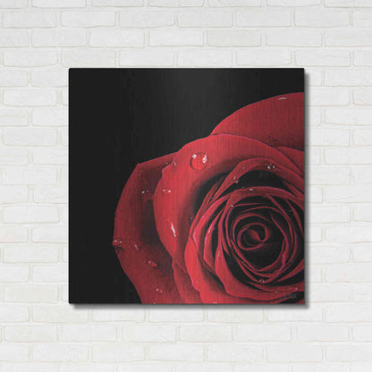 Luxe Metal Art 'Pop of Red Rose' by Donnie Quillen, Metal Wall Art,36x36