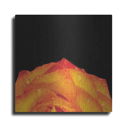 Luxe Metal Art 'Orange Petals' by Donnie Quillen, Metal Wall Art