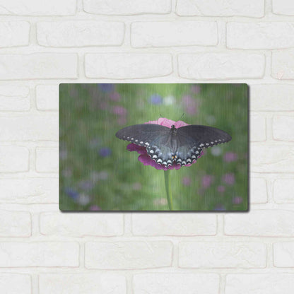 Luxe Metal Art 'Butterfly Resting Spot II' by Lori Deiter, Metal Wall Art,16x12