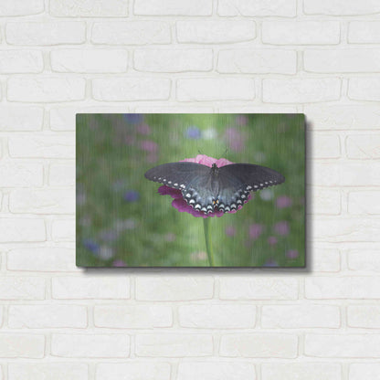 Luxe Metal Art 'Butterfly Resting Spot II' by Lori Deiter, Metal Wall Art,24x16