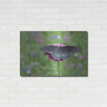 Luxe Metal Art 'Butterfly Resting Spot II' by Lori Deiter, Metal Wall Art,36x24