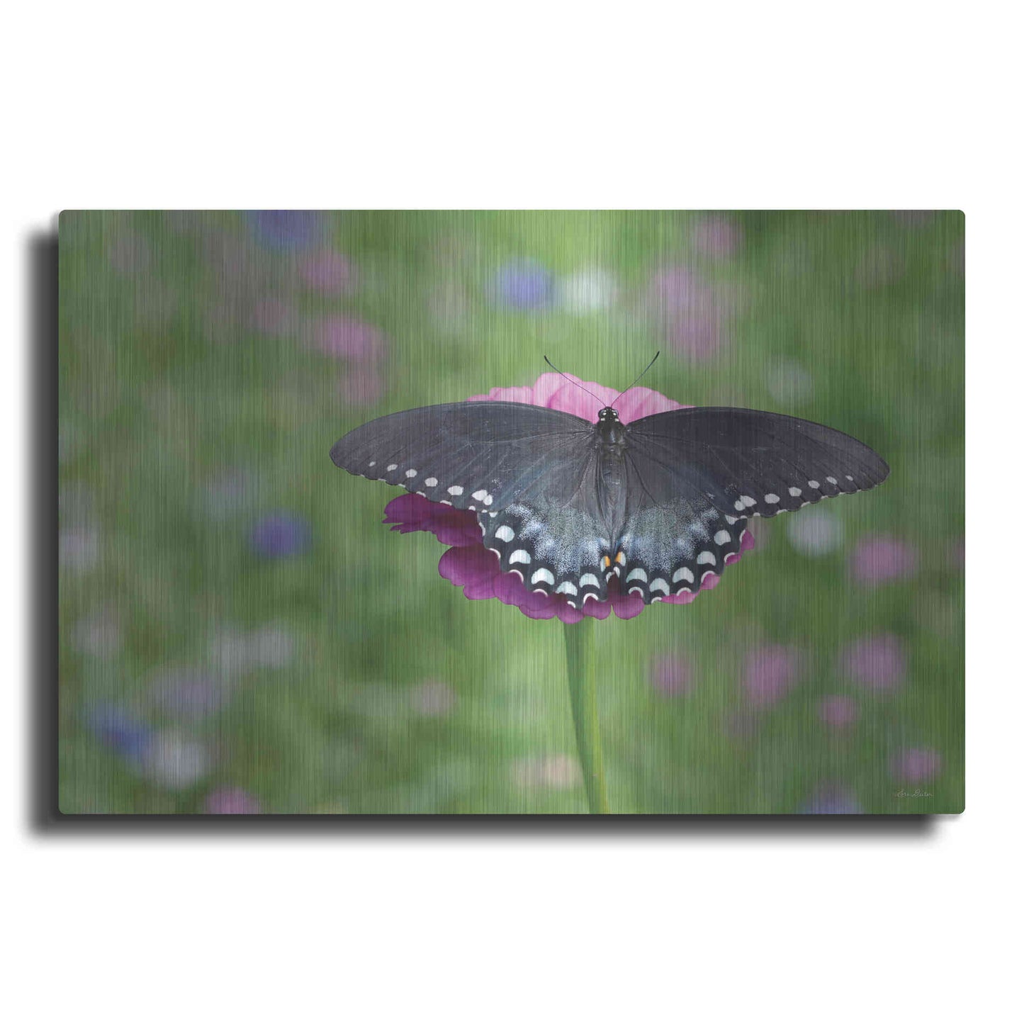 Luxe Metal Art 'Butterfly Resting Spot II' by Lori Deiter, Metal Wall Art