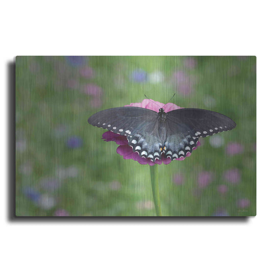 Luxe Metal Art 'Butterfly Resting Spot II' by Lori Deiter, Metal Wall Art