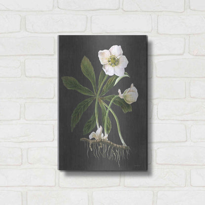Luxe Metal Art 'Hellebore' by Lettered & Lined, Metal Wall Art,12x16