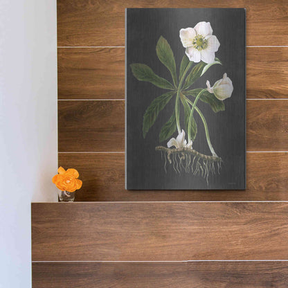 Luxe Metal Art 'Hellebore' by Lettered & Lined, Metal Wall Art,12x16