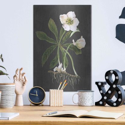 Luxe Metal Art 'Hellebore' by Lettered & Lined, Metal Wall Art,12x16