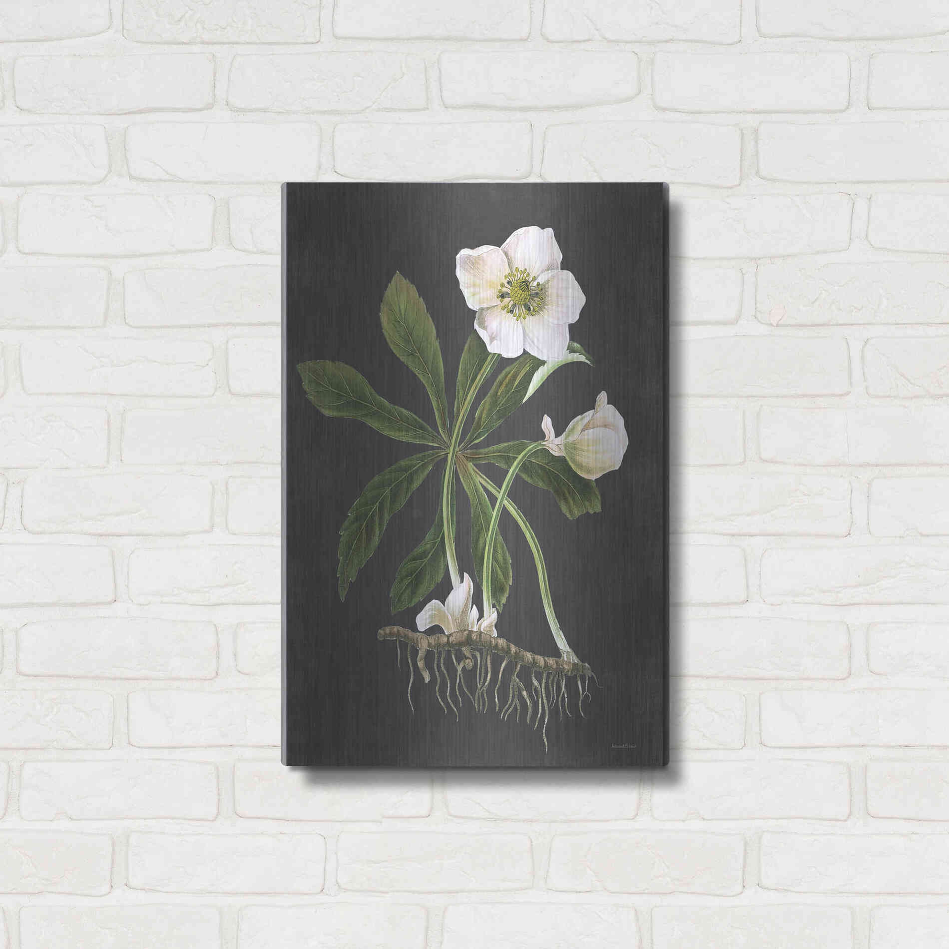Luxe Metal Art 'Hellebore' by Lettered & Lined, Metal Wall Art,16x24