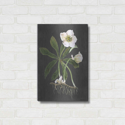 Luxe Metal Art 'Hellebore' by Lettered & Lined, Metal Wall Art,16x24