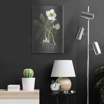 Luxe Metal Art 'Hellebore' by Lettered & Lined, Metal Wall Art,16x24