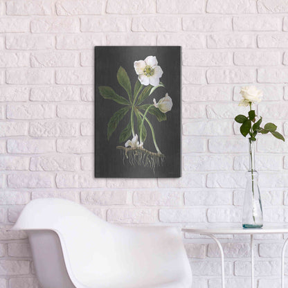 Luxe Metal Art 'Hellebore' by Lettered & Lined, Metal Wall Art,16x24