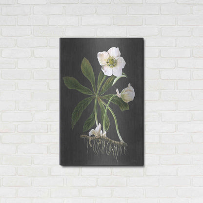 Luxe Metal Art 'Hellebore' by Lettered & Lined, Metal Wall Art,24x36