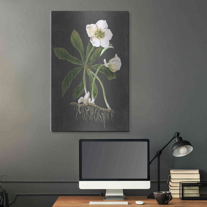 Luxe Metal Art 'Hellebore' by Lettered & Lined, Metal Wall Art,24x36