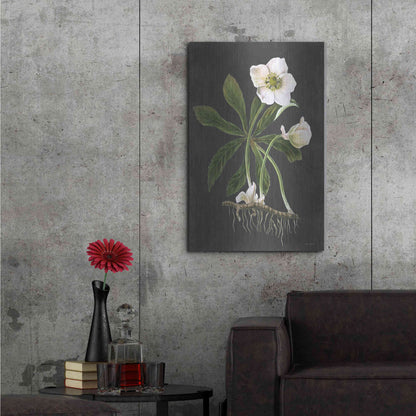 Luxe Metal Art 'Hellebore' by Lettered & Lined, Metal Wall Art,24x36