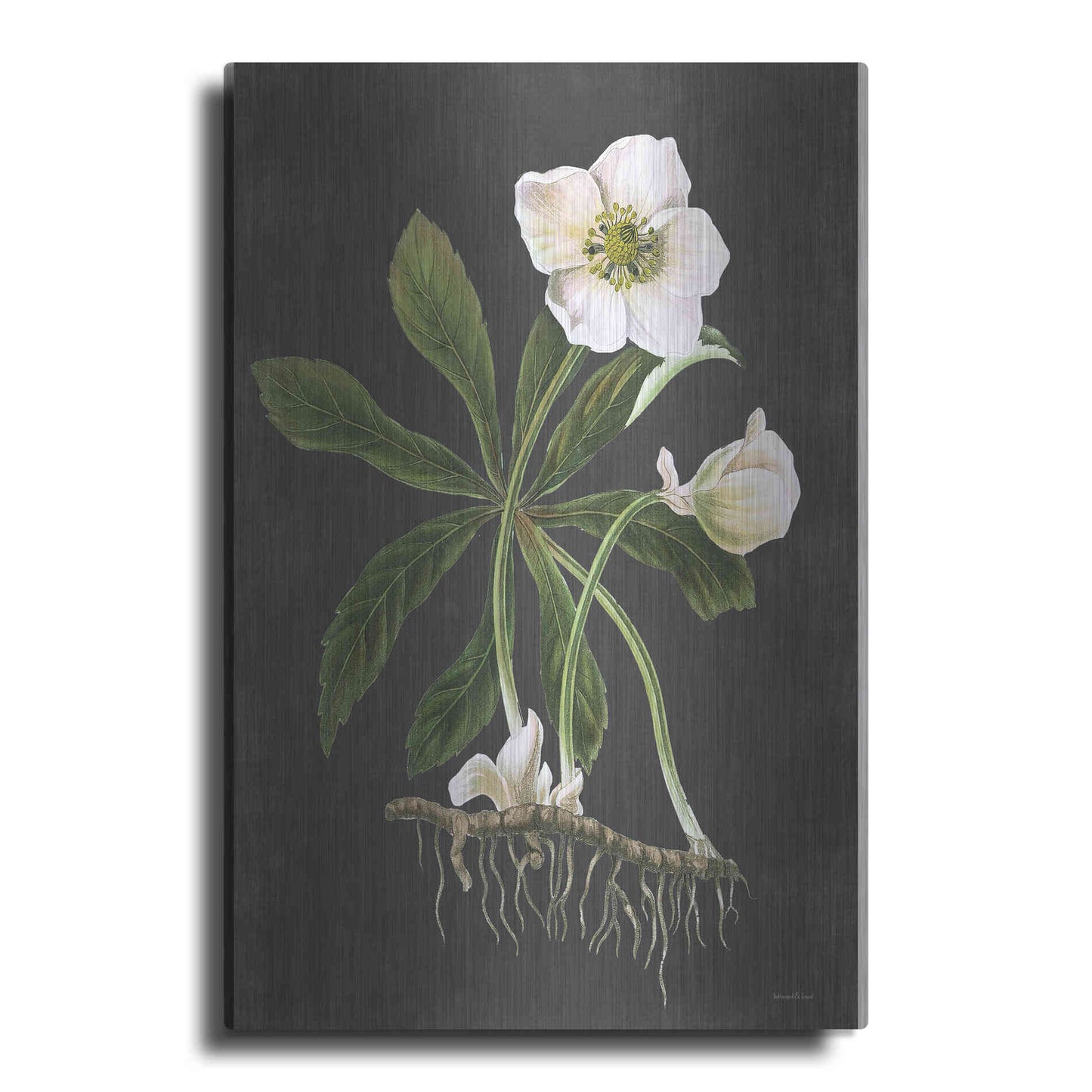 Luxe Metal Art 'Hellebore' by Lettered & Lined, Metal Wall Art