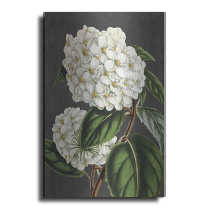 Luxe Metal Art 'Hydrangea' by Lettered & Lined, Metal Wall Art