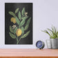 Luxe Metal Art 'Classic Citrus V Black No Words' by Sue Schlabach, Metal Wall Art,12x16