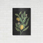 Luxe Metal Art 'Classic Citrus V Black No Words' by Sue Schlabach, Metal Wall Art,24x36