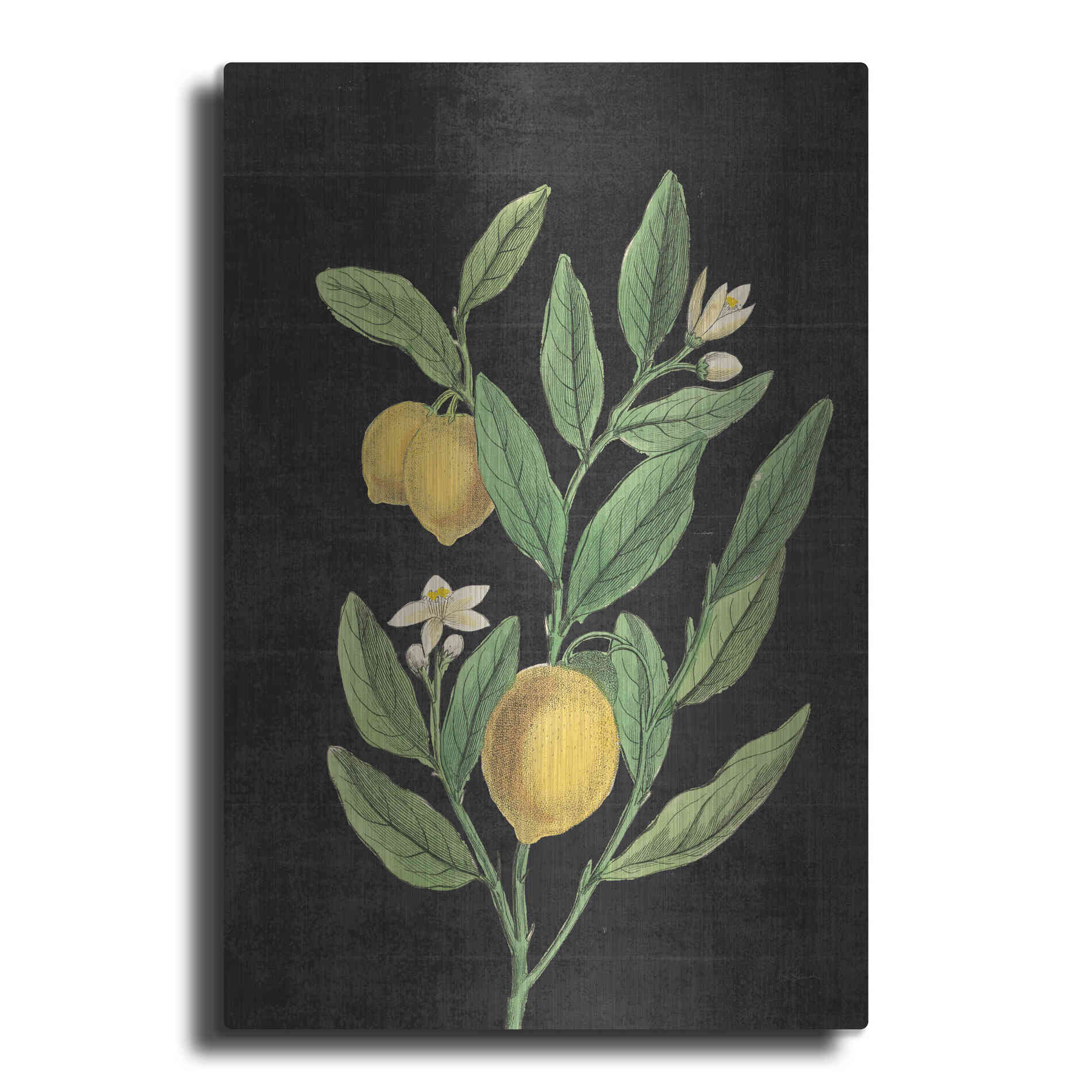 Luxe Metal Art 'Classic Citrus V Black No Words' by Sue Schlabach, Metal Wall Art
