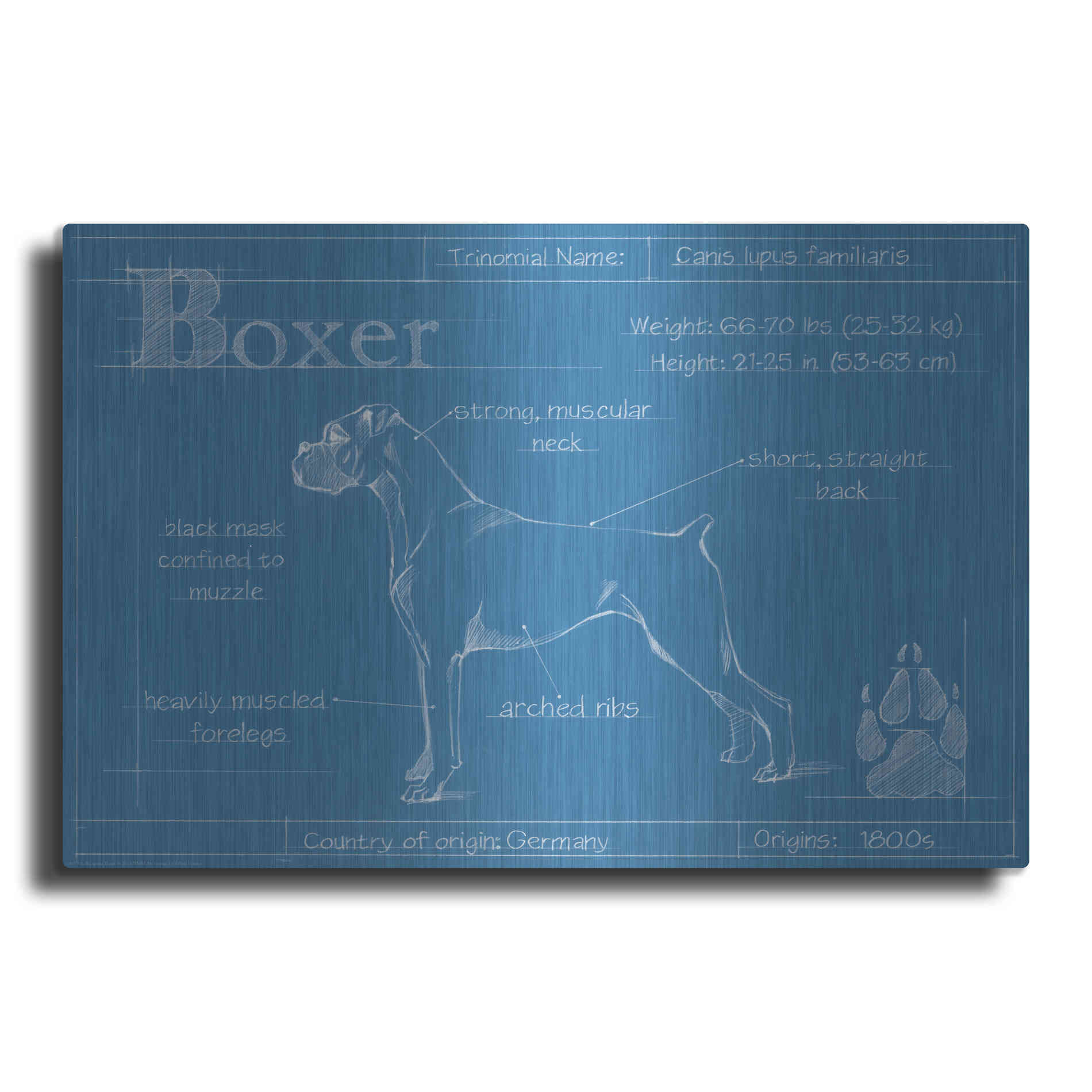 Luxe Metal Art 'Blueprint Boxer' by Ethan Harper Metal Wall Art