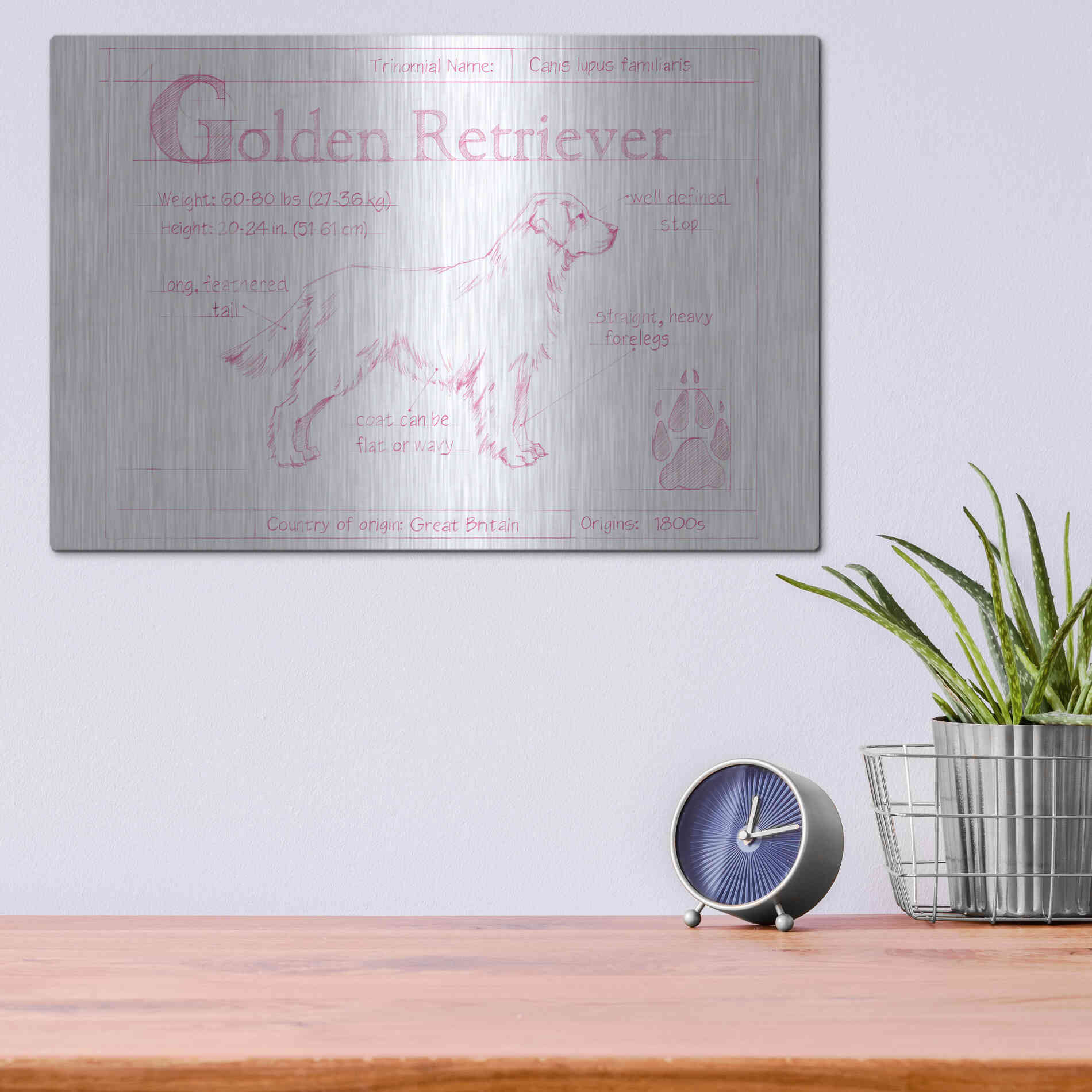 Luxe Metal Art 'Blueprint Golden Retriever in Pink' by Ethan Harper Metal Wall Art,16x12